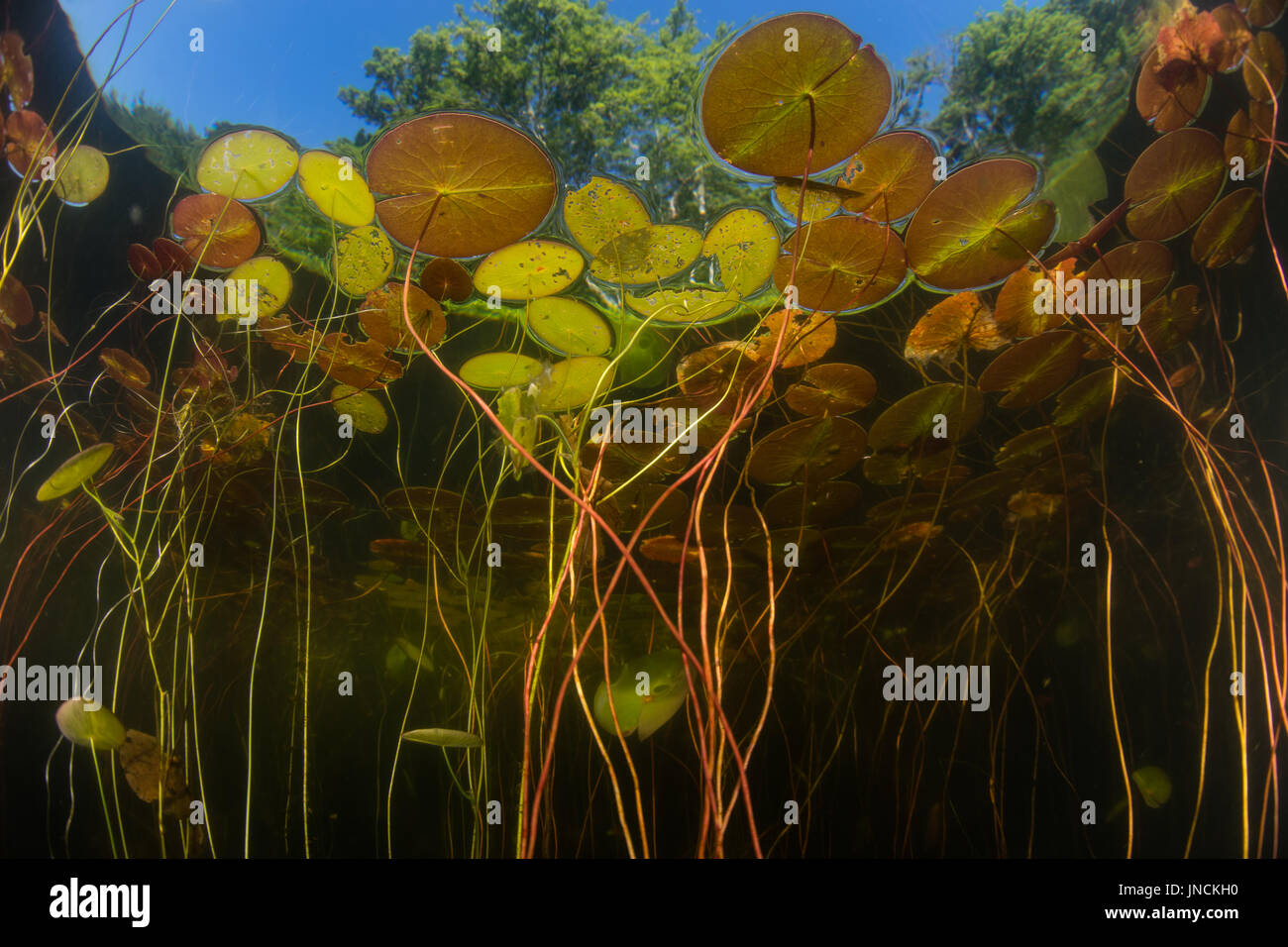 Seerosen wachsen am Rand von einem Süßwasser Teich auf Cape Cod, Massachusetts. Diese schöne Neuengland-Halbinsel hat viele Seen und Teiche, Wasserkocher. Stockfoto