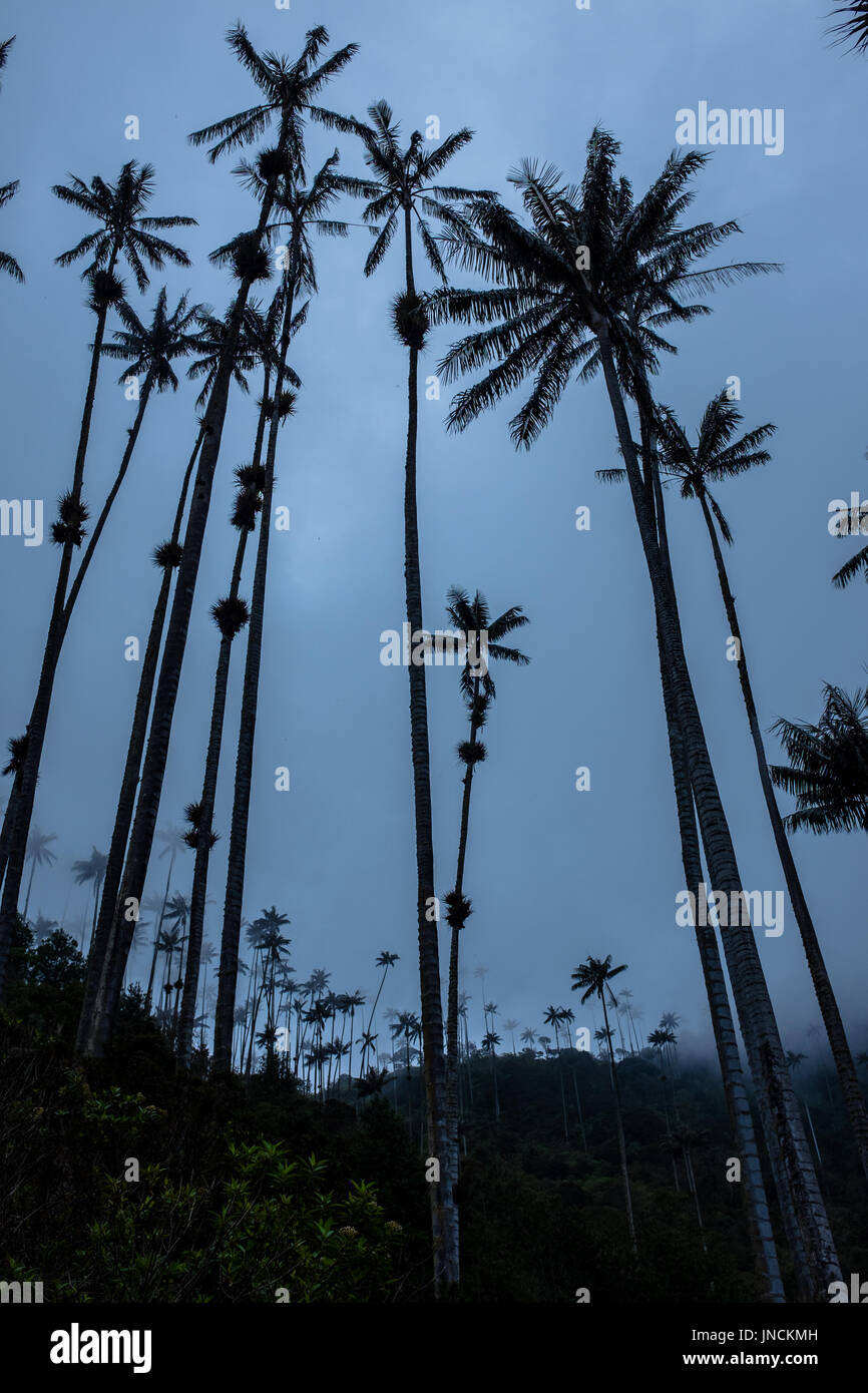 Palmen Baum im Cocora-Tal Stockfoto