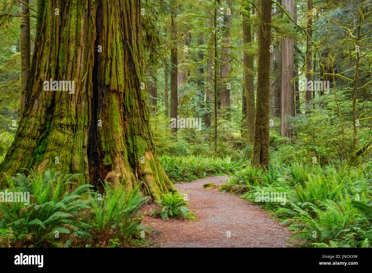 Trail durch Redwood-Bäume in Simpson-Reed Grove, Jedediah Smith State Park, Kalifornien. Stockfoto