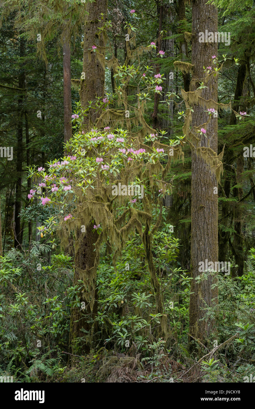 Rhododendren blühen entlang Howland Hill Road, Redwoods State und National Parks, Kalifornien. Stockfoto