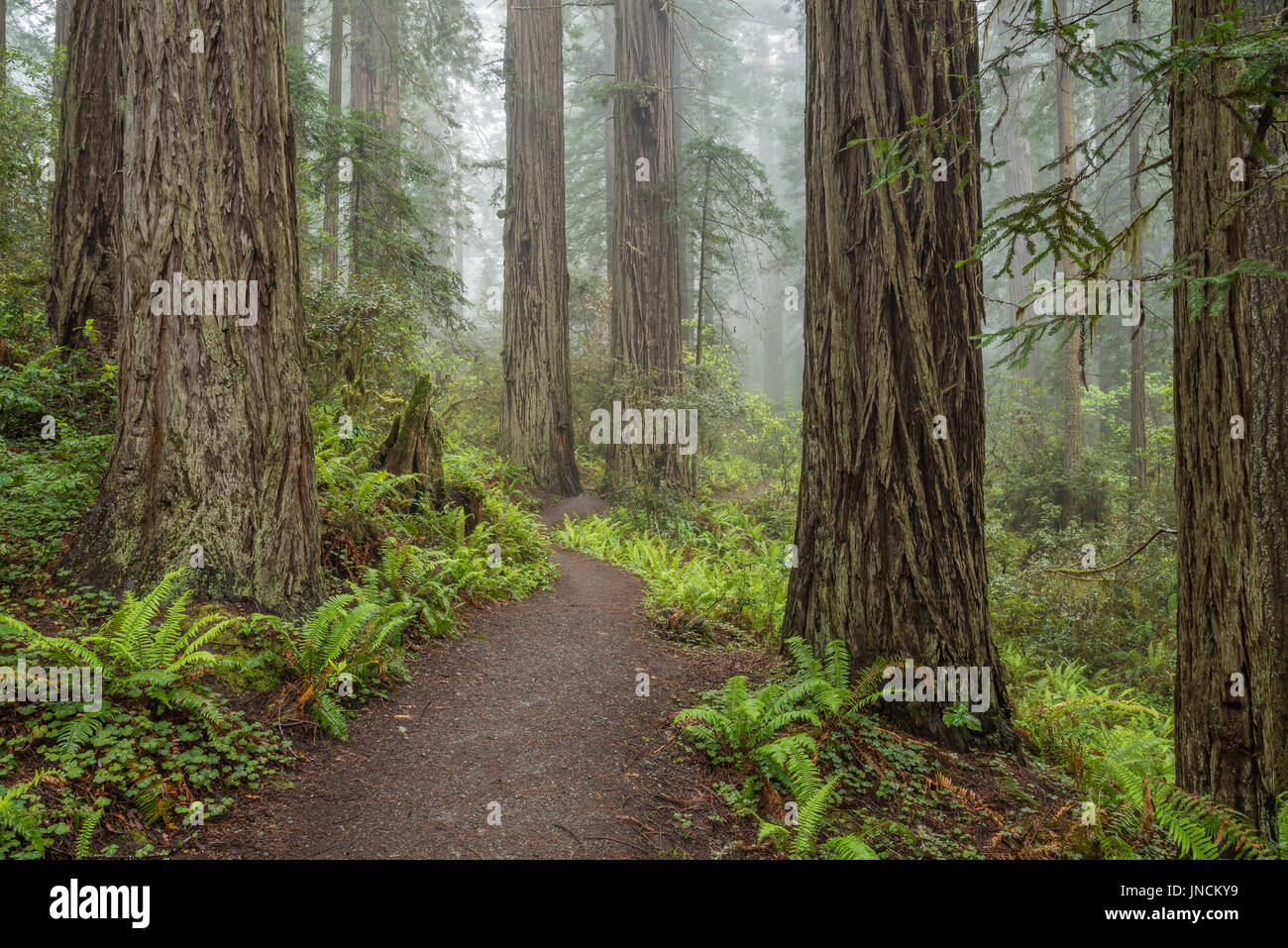 Wanderweg durch Lady Bird Johnson Grove, Redwoods State und National Parks, Calfornia. Stockfoto
