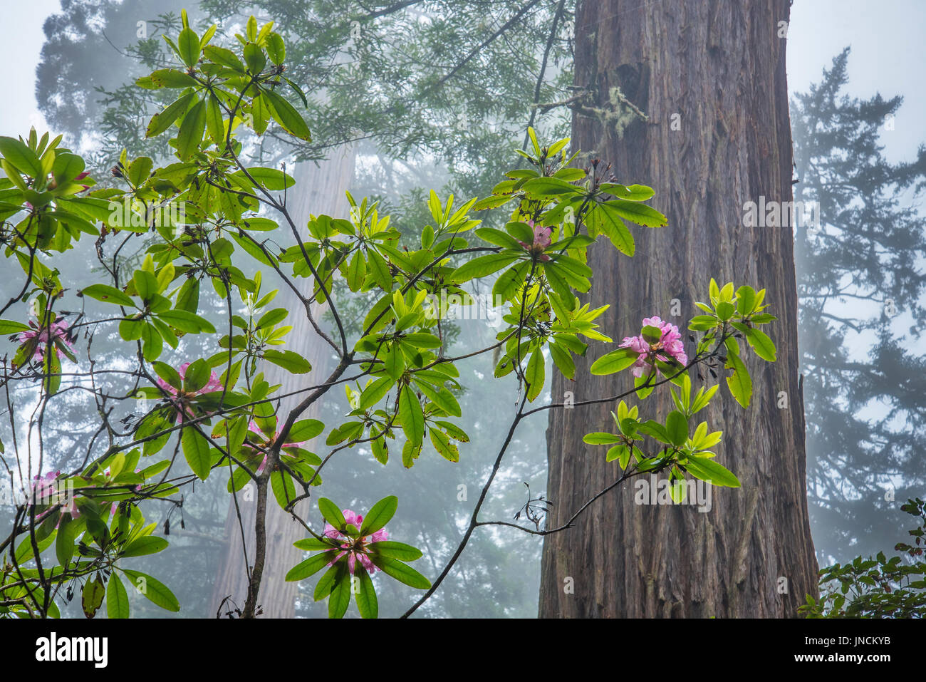 Rhododendren, Mammutbäume und Nebel; Lady Bird Johnson Grove, Redwoods National und State Parks, Kalifornien. Stockfoto