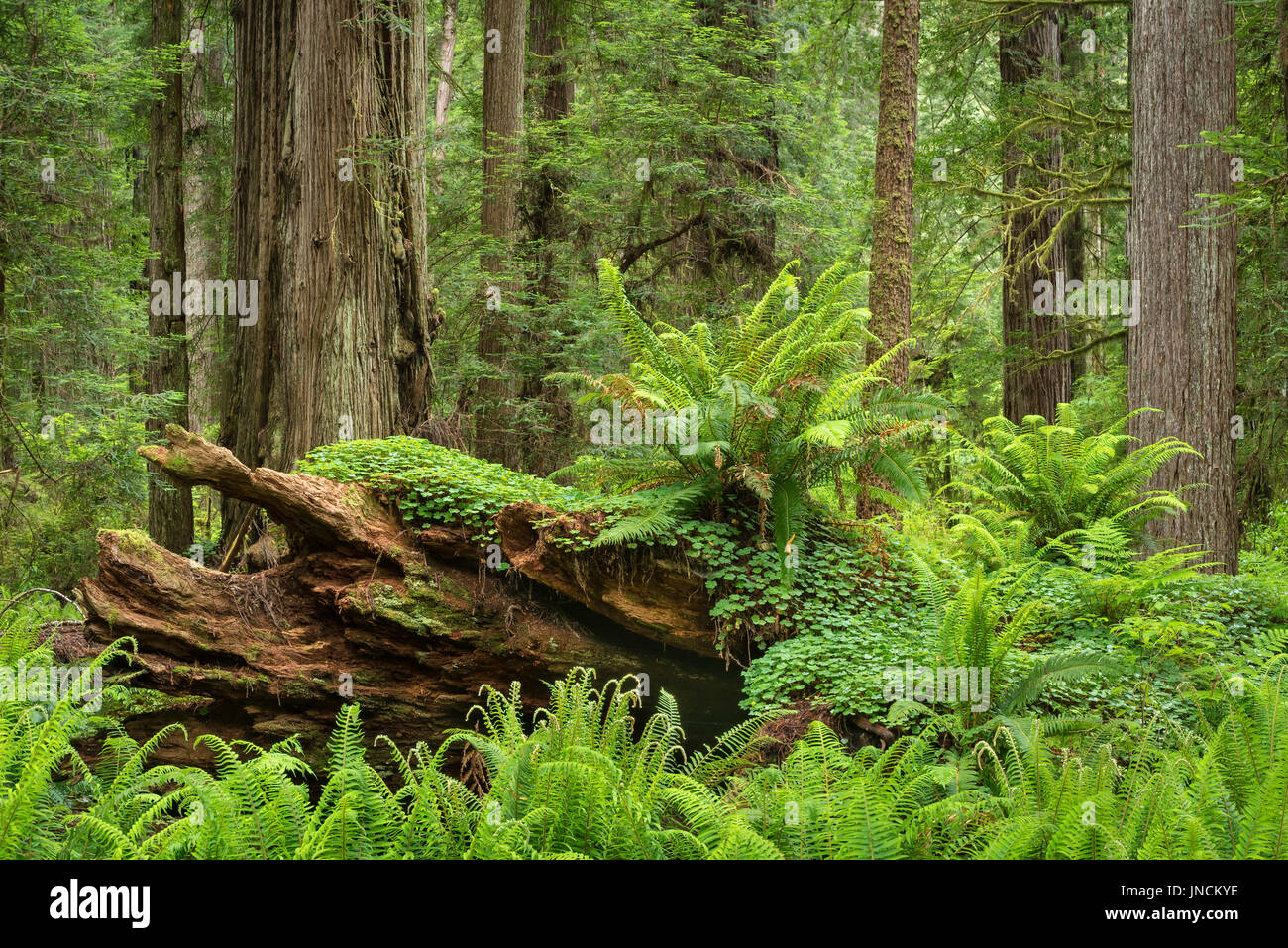 Farne und Redwood-Bäume; Cal-Lauf Weg, Prairie Creek Redwoods State Park, Kalifornien. Stockfoto