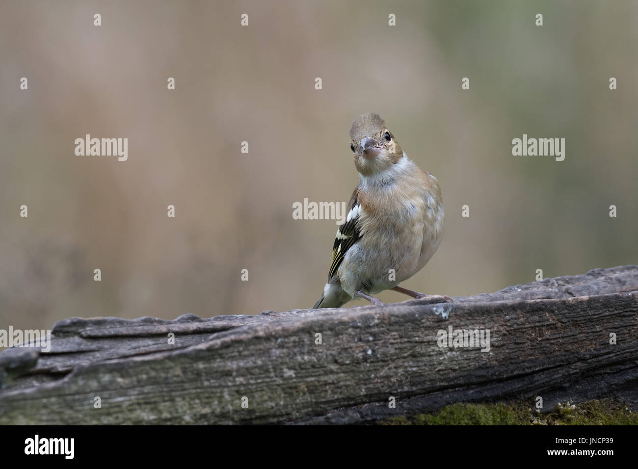 Einen jugendlichen weiblichen Buchfink thront auf einem alten Tor gerade direkt an der Kamera viewer neigen den Kopf suchen Stockfoto