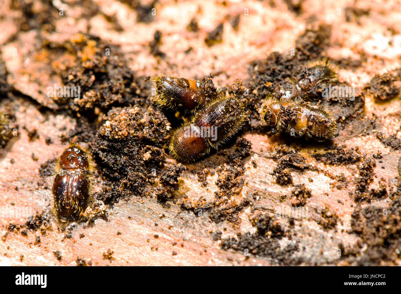 Europäische Fichte Buchdrucker (Ips Typographus) schoss auf Fichte. Stockfoto