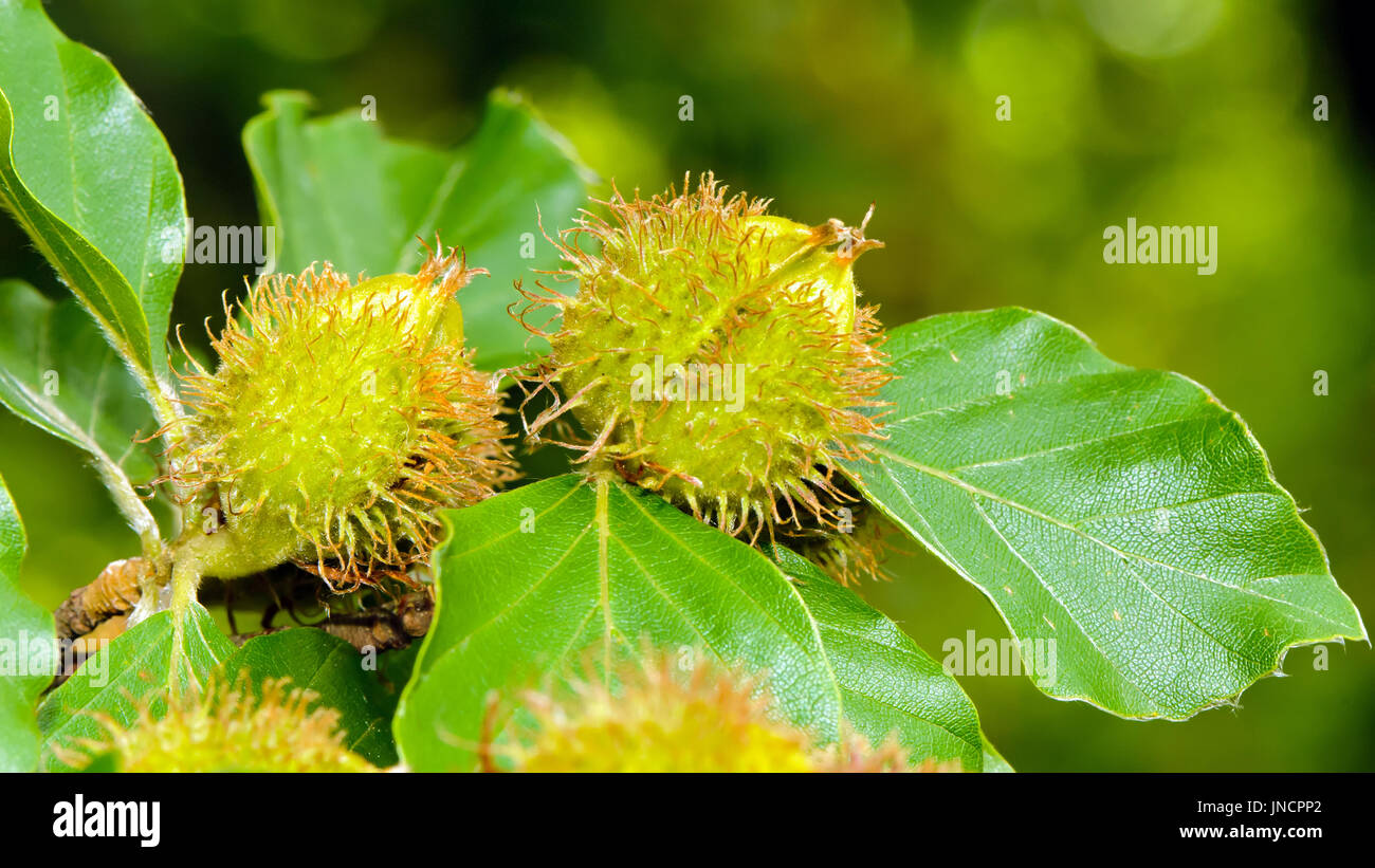 Laub und Muttern der Rotbuche (Fagus Sylvatica). Stockfoto