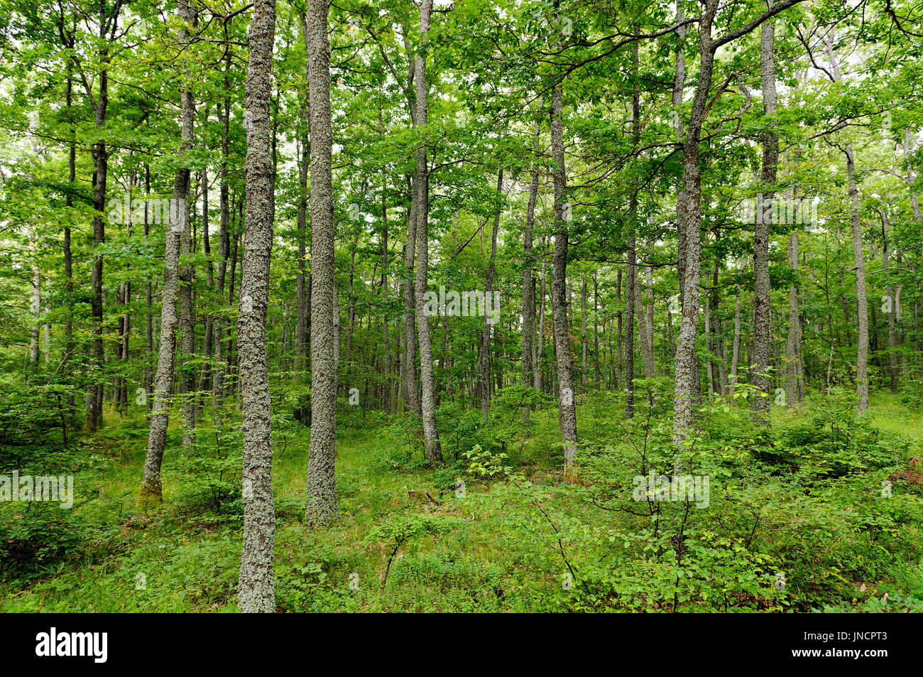 Türkei-Eichen (Quercus Cerris) und europäischen Hainbuche (Carpinus Betulus) erschossen auf dem Berg Jastrebac (Serbien). Stockfoto