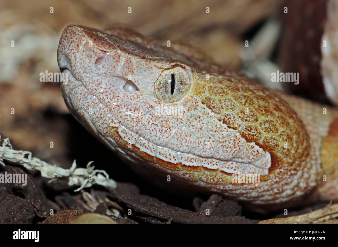 Copperhead / (Agkistrodon Contortrix) | Nordamerikanische Kupferkopf / (Agkistrodon Contortrix) Stockfoto