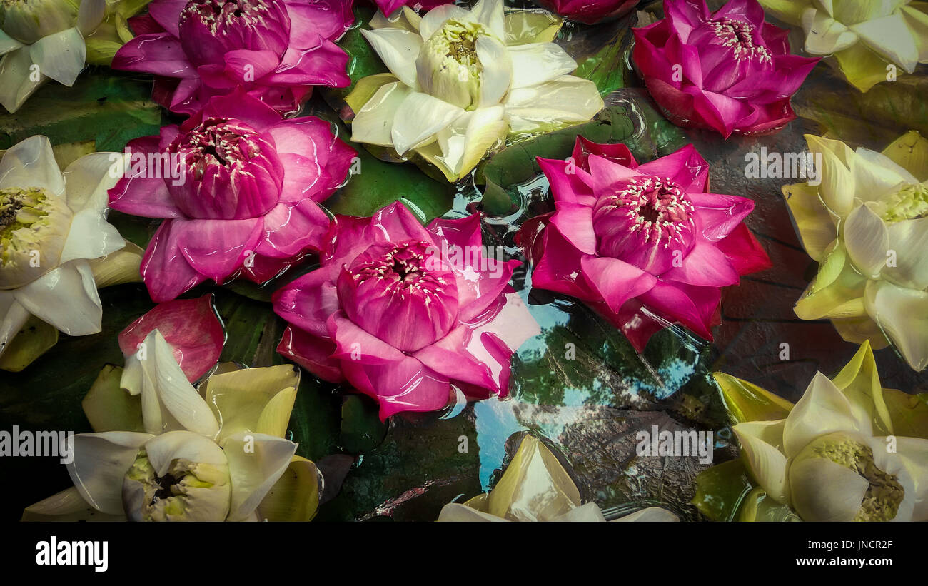 Floating Lotus Blumen auf einem künstlichen Teich an einem Wellnesscenter Stockfoto