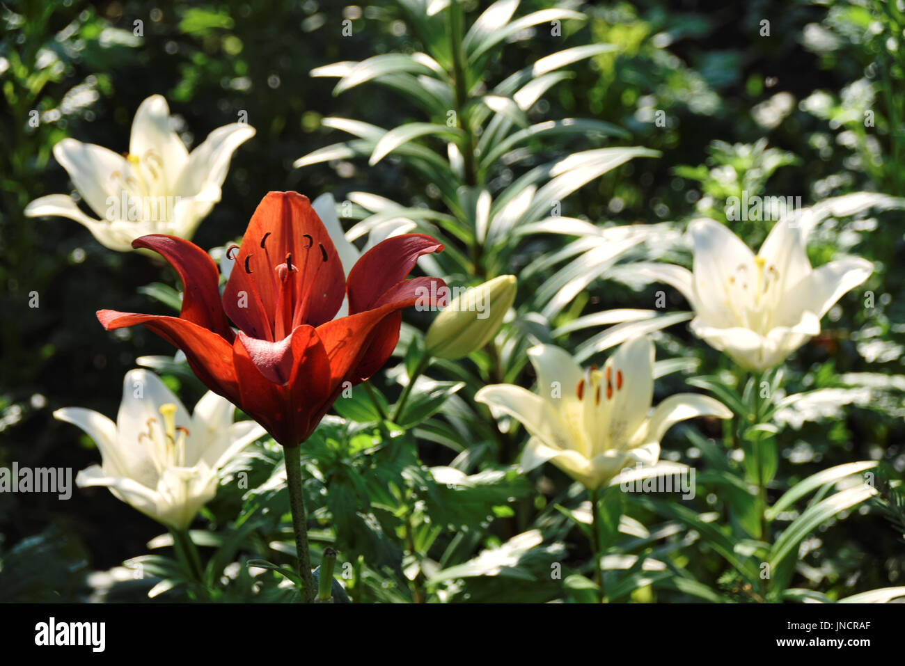 Red lily im Sonnenlicht gegen Weiße Lilien im Hintergrund Stockfoto