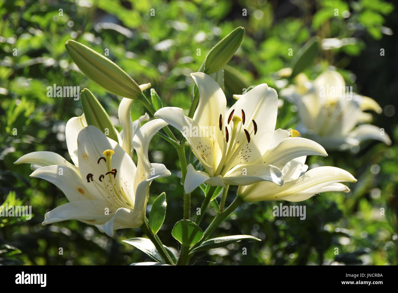 Weiße Lilien im Sonnenlicht gegen verwackelte grünen sonnigen Hintergrund Stockfoto