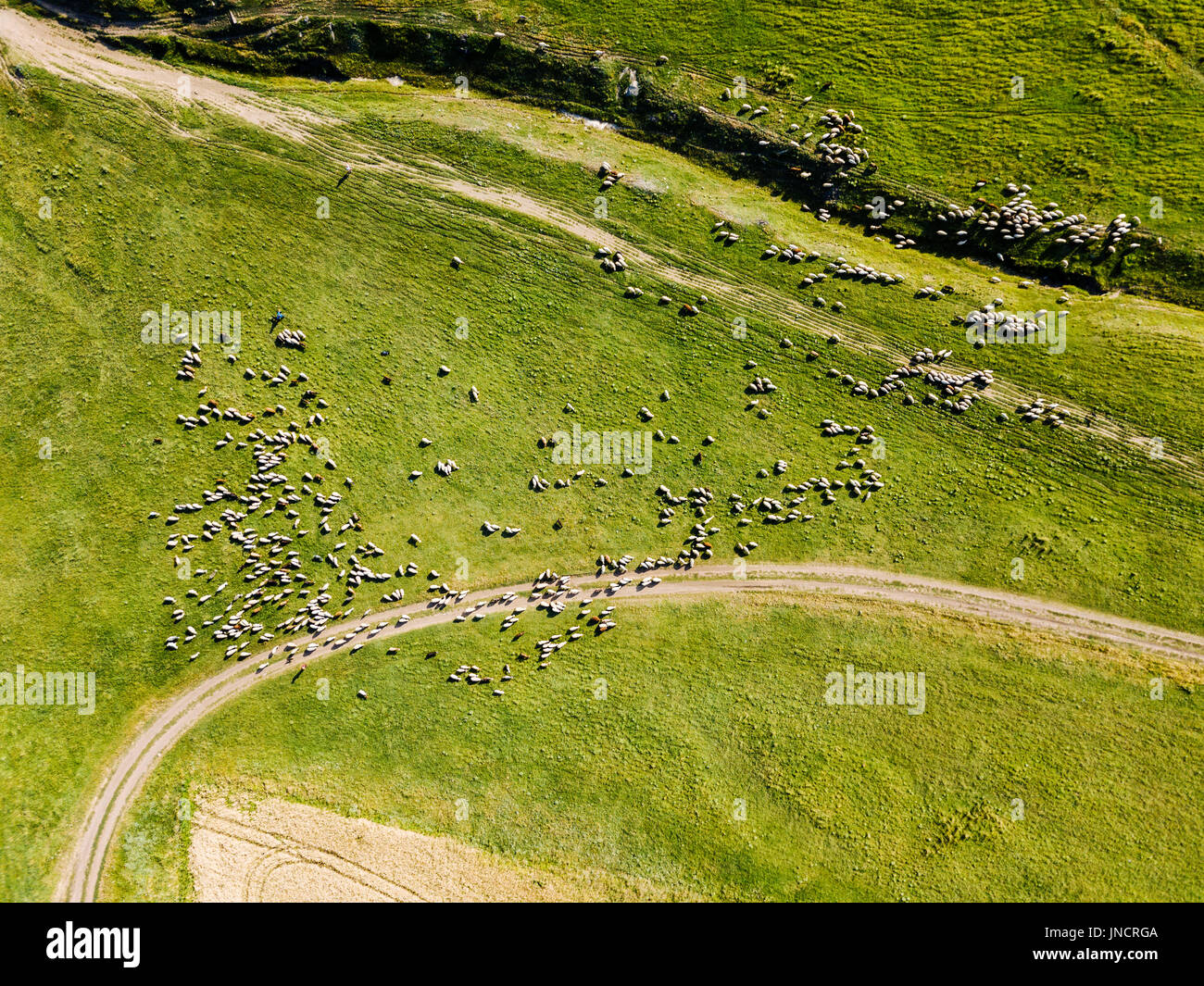 Luftbild-Drohne Ansicht der Schafherde, die Fütterung auf Rasen Stockfoto