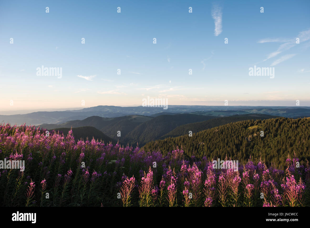 Feldberg-Schwarzwald-Deutschland Stockfoto