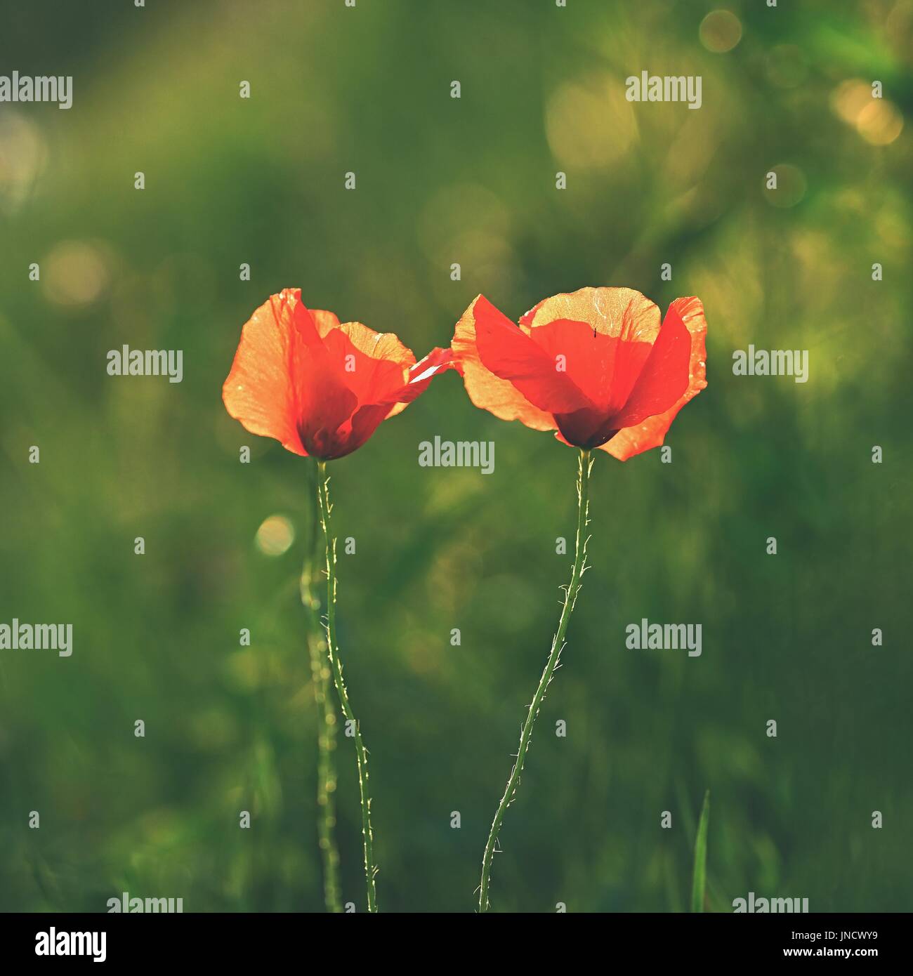 Schöne blühende Mohn im grünen Rasen im Feld (Papaveraceae) Stockfoto