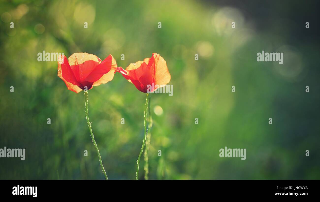 Schöne blühende Mohn im grünen Rasen im Feld (Papaveraceae) Stockfoto