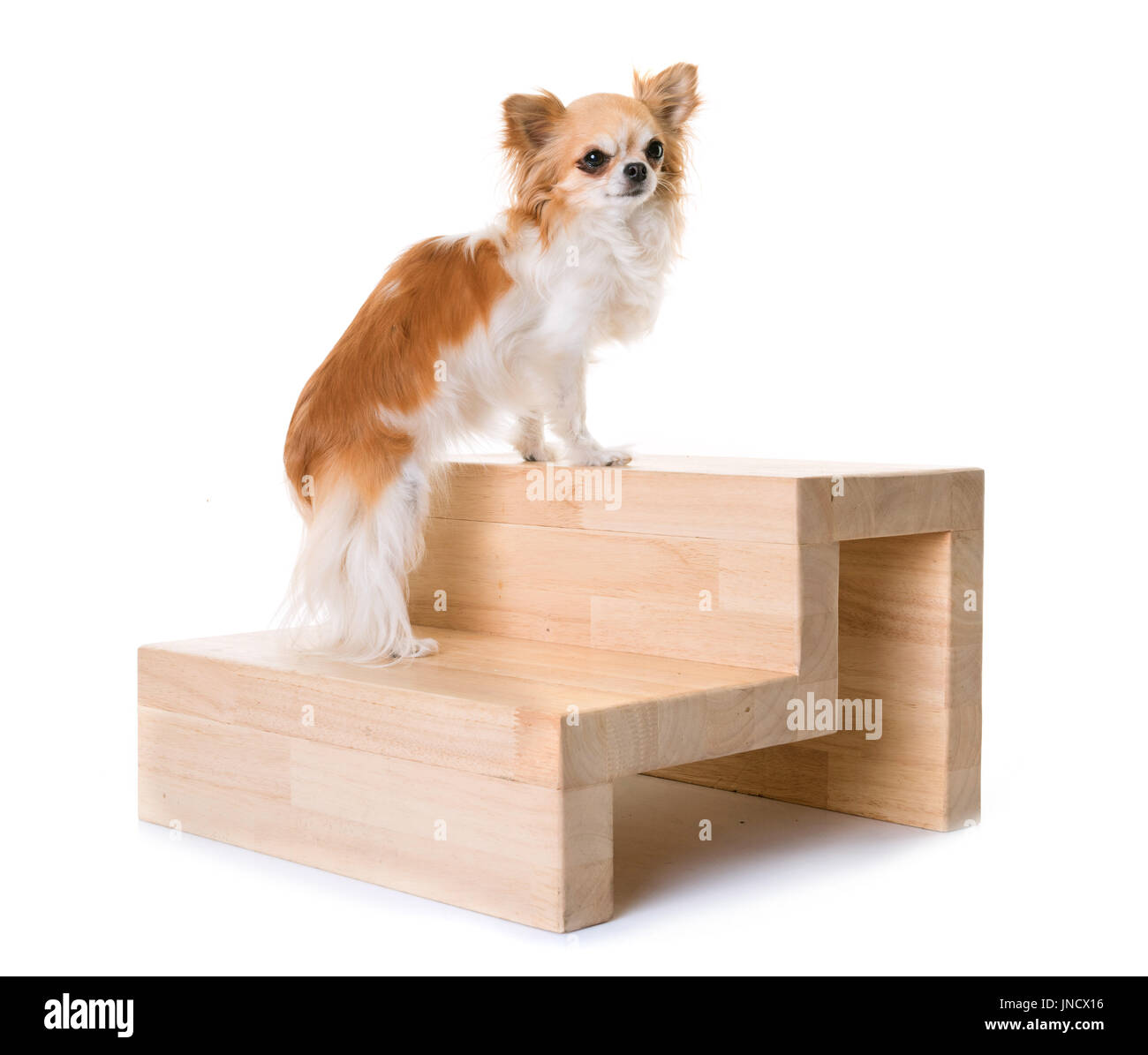 Chihuahua und Treppen vor weißem Hintergrund Stockfoto