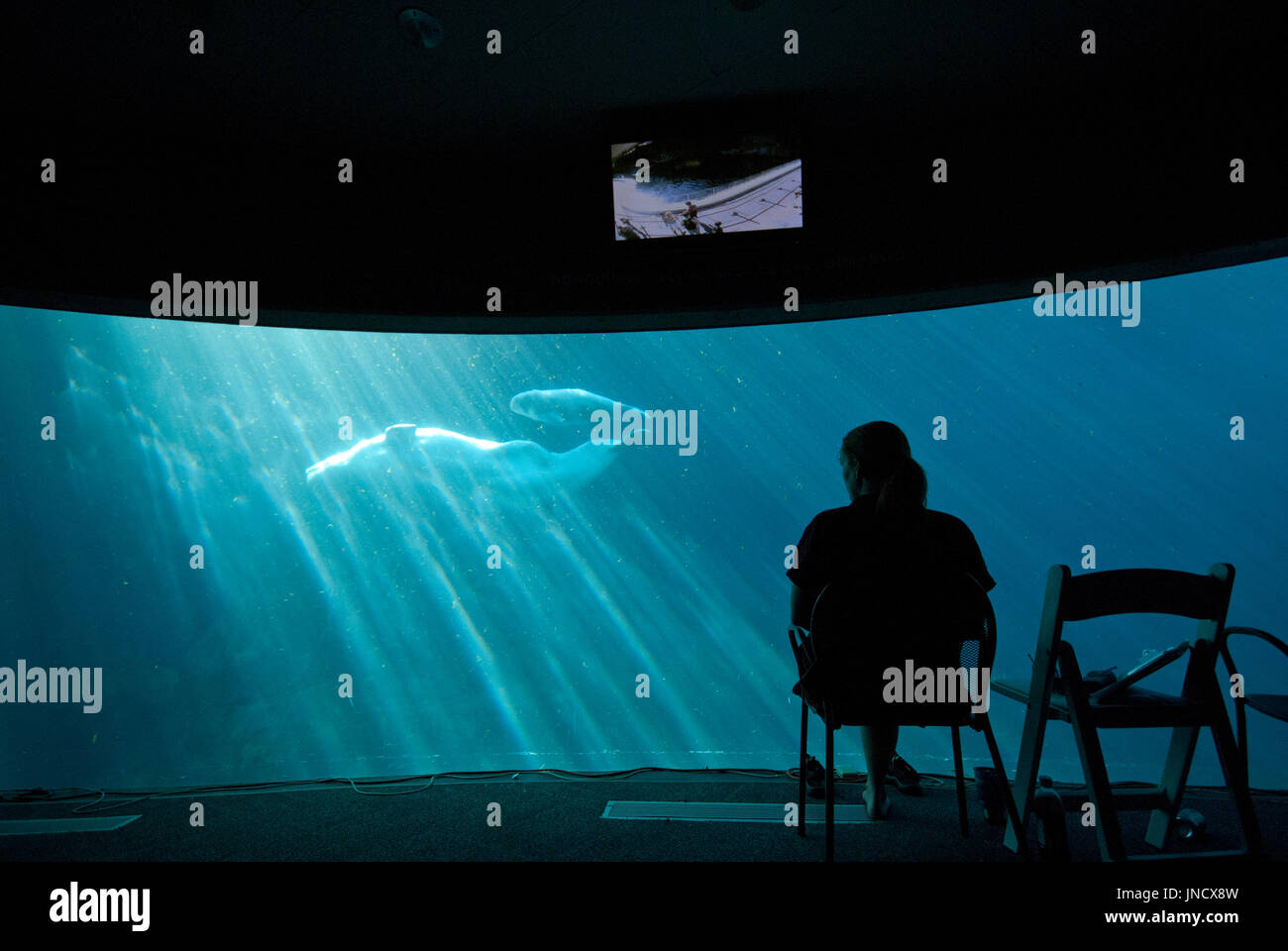 Frau, die gerade Beluga-Wale (Mutter und Kalb) Schwimmen im Vancouver Aquarium, Stanley Park, Vancouver, Britisch-Kolumbien, Kanada Stockfoto