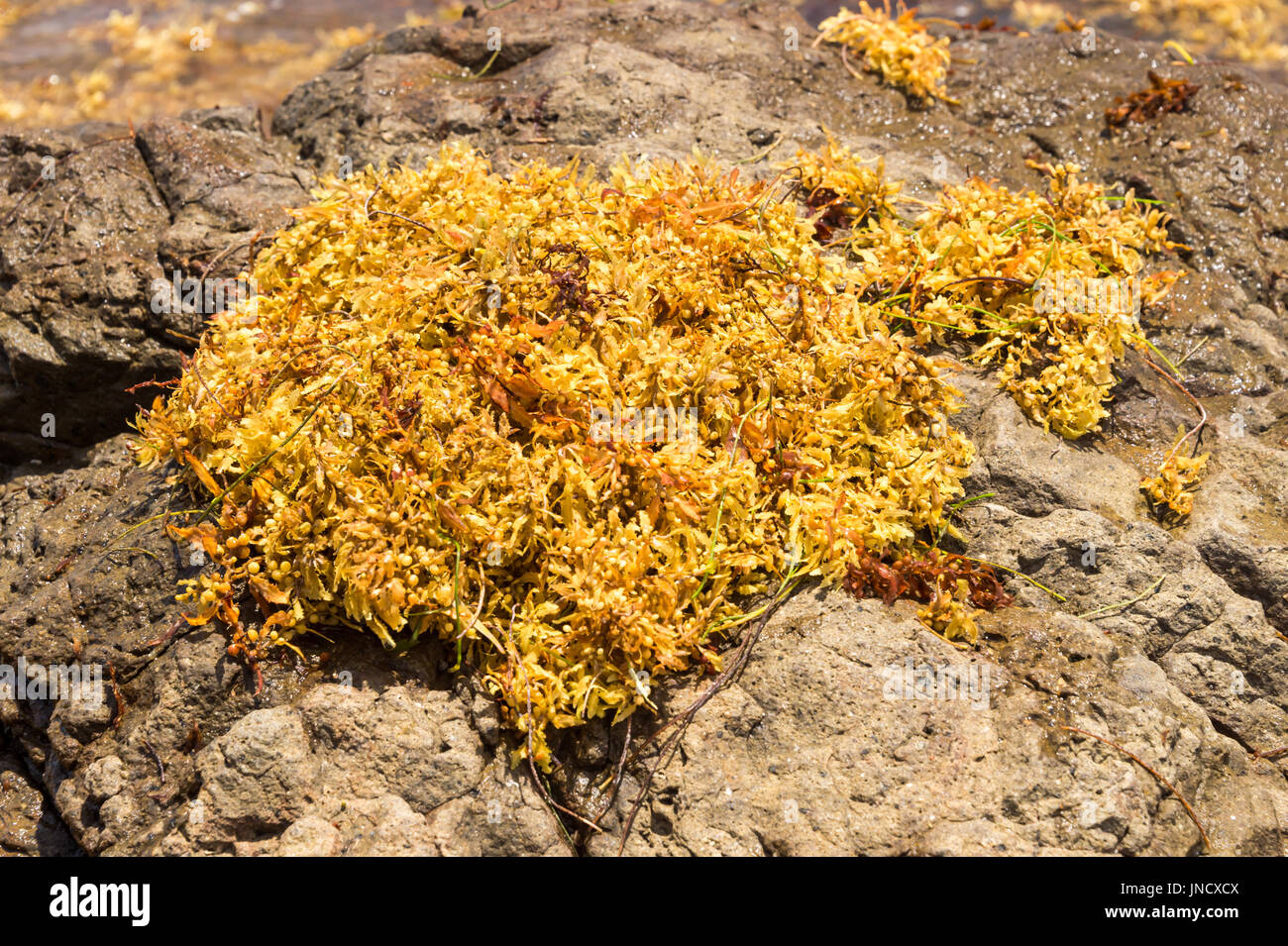 Große Mengen von Sargassum-Algen lag an Land am Strand "Anse au Bois" in Martinique Stockfoto