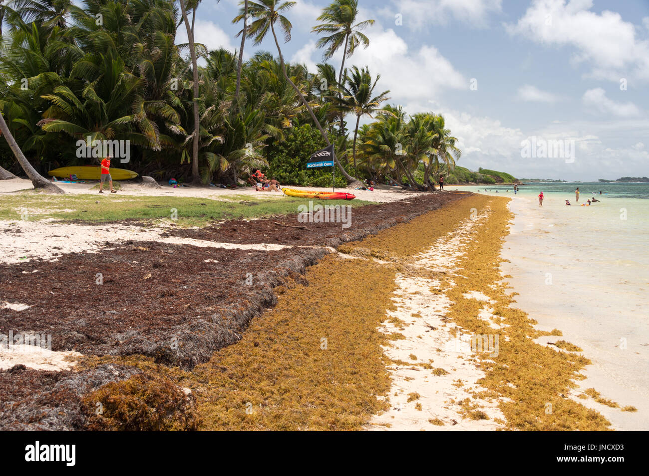 Sargassum algae Fotos und Bildmaterial in hoher Auflösung Alamy