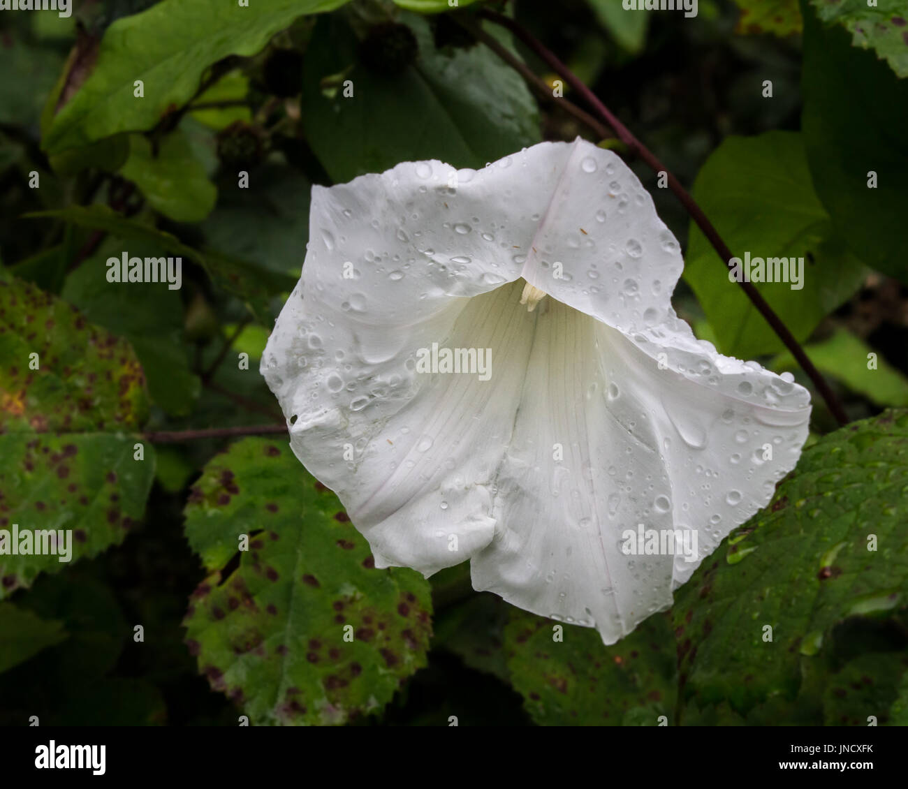 Convolvulus, Ackerwinde Stockfoto