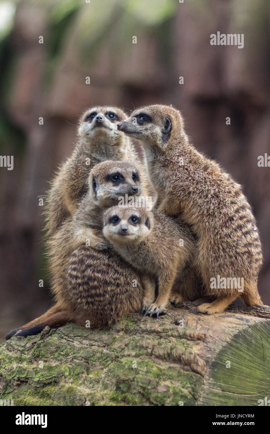 Gruppe von Erdmännchen (Suricata Suricatta) mit einer Umarmung in den Zoo von Antwerpen, Belgien. Stockfoto