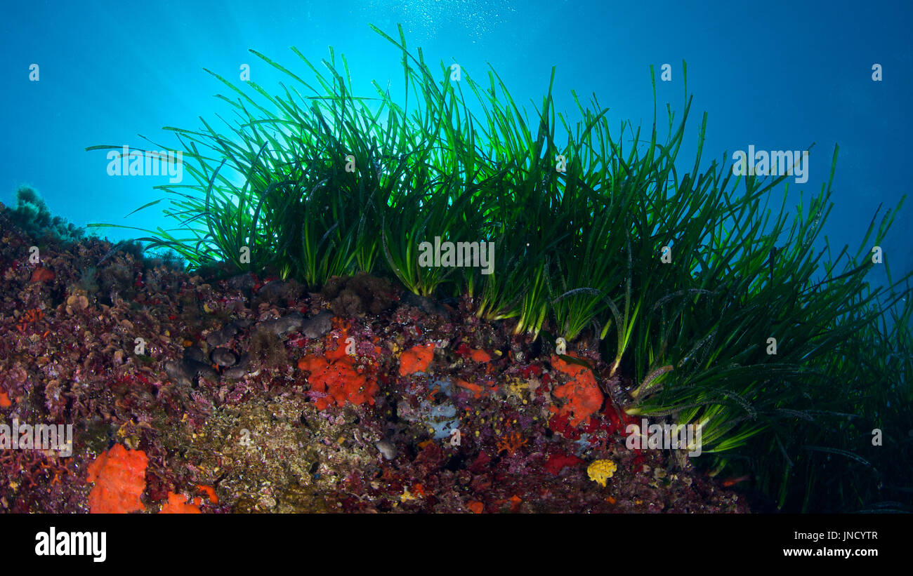 Unterwasser-Szene zeigen Neptun Grass (Posidonia Oceanica) wiesen Gemeinschaft am Naturpark Ses Salines auf Formentera (Balearen, Spanien) Stockfoto