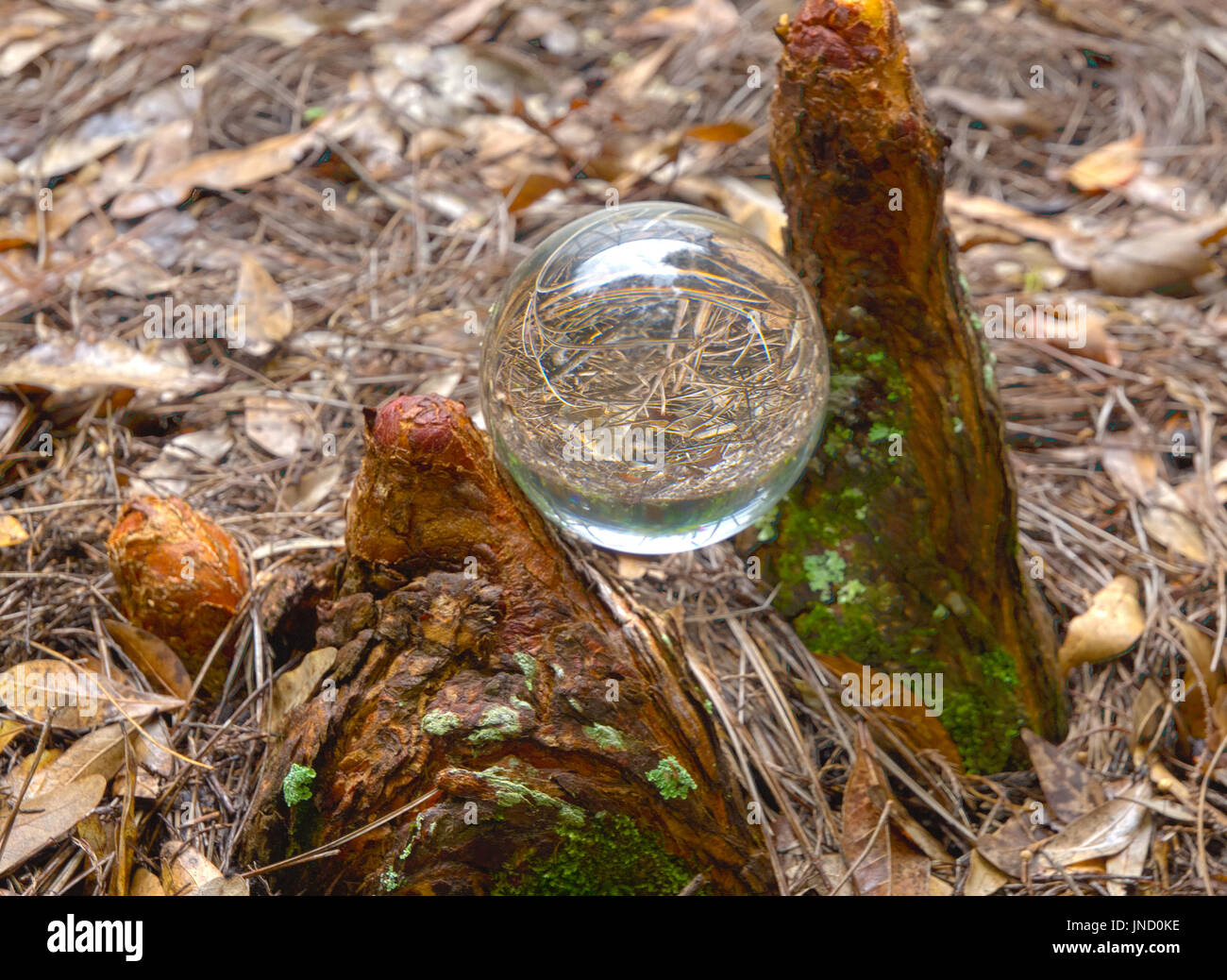 HDR-Crystal Ball auf dem Boden neben Zypressen Knien Stockfoto