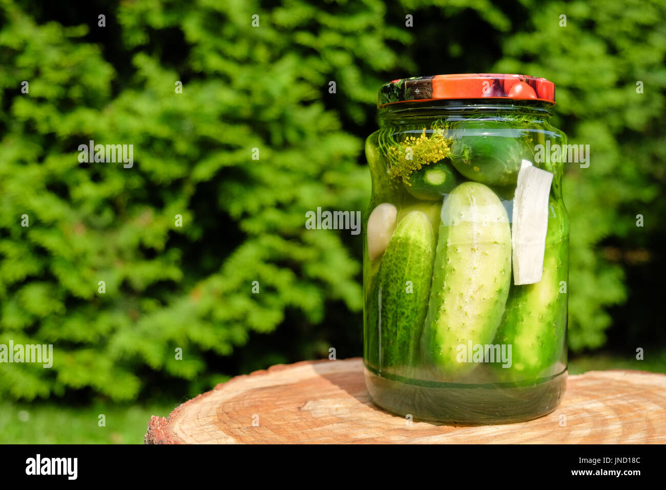 Glas Gläser eingelegte hausgemachte Bio Gurke mit Meerrettich und Fenchel Stockfoto