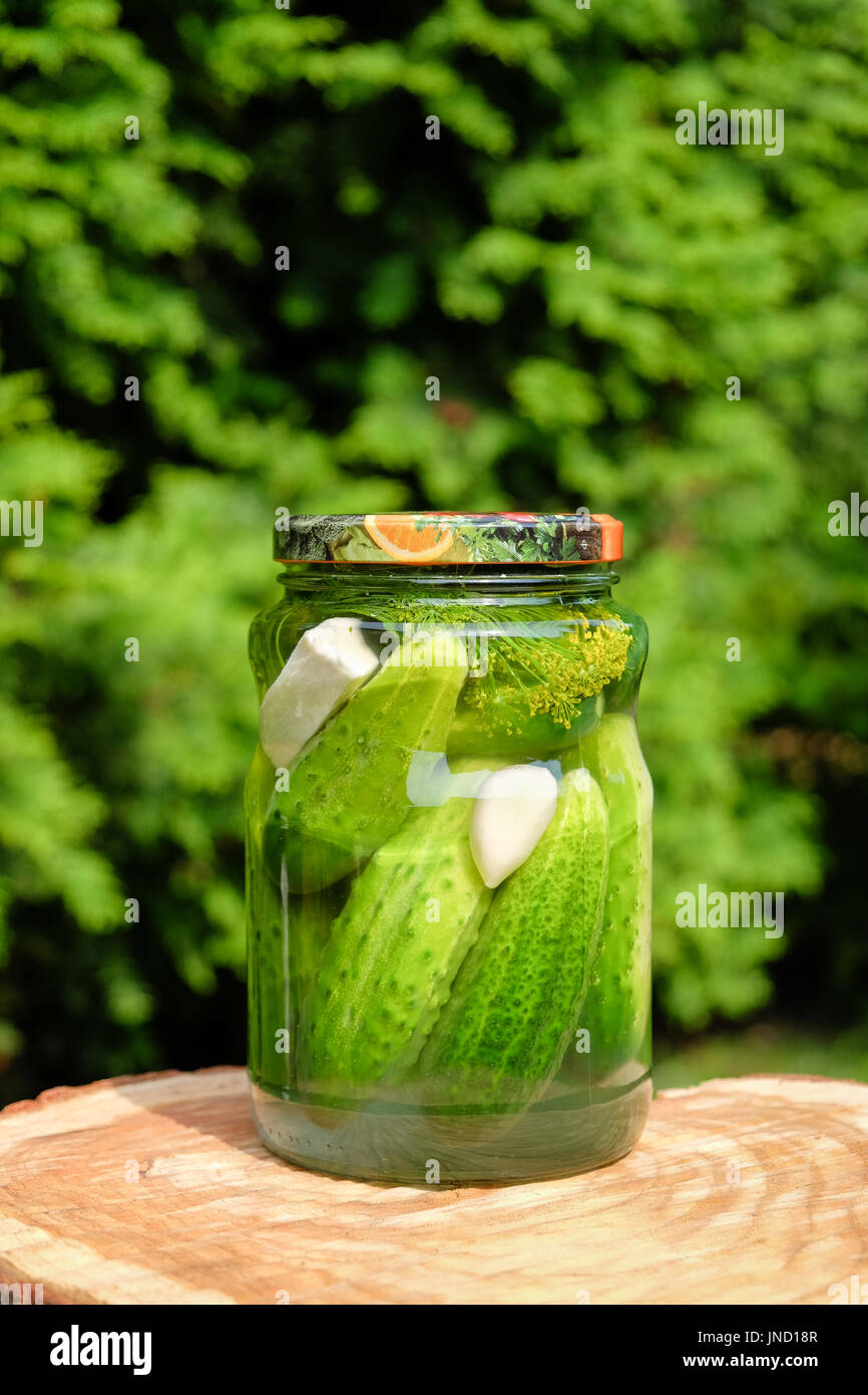 Glas Gläser eingelegte hausgemachte Bio Gurke mit Meerrettich und Fenchel Stockfoto