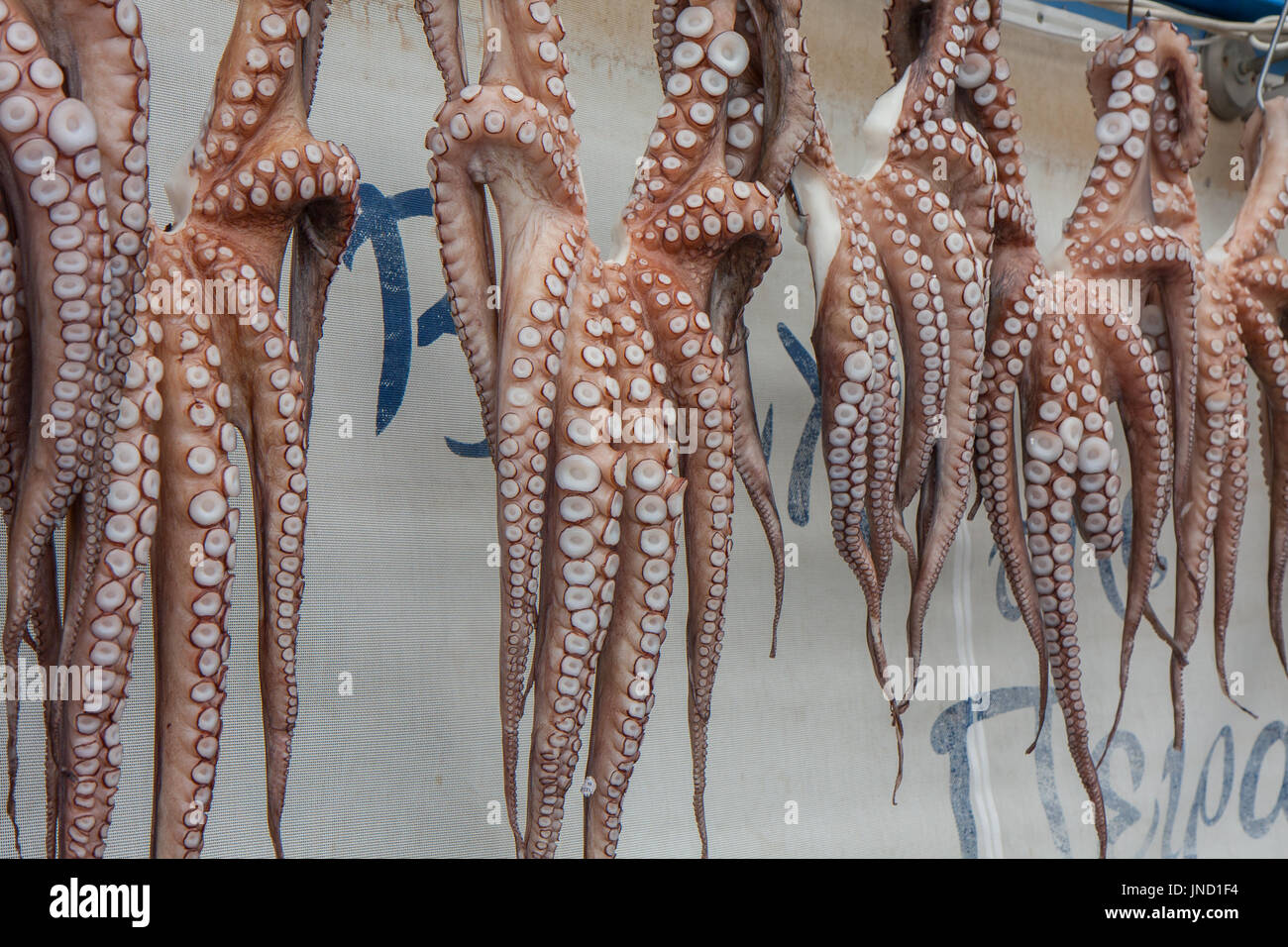 Piräus, Griechenland - 04 April, 2015: Meeresfrüchte. frisch gefangenen Oktopus hängenden außerhalb des Restaurants. Stockfoto