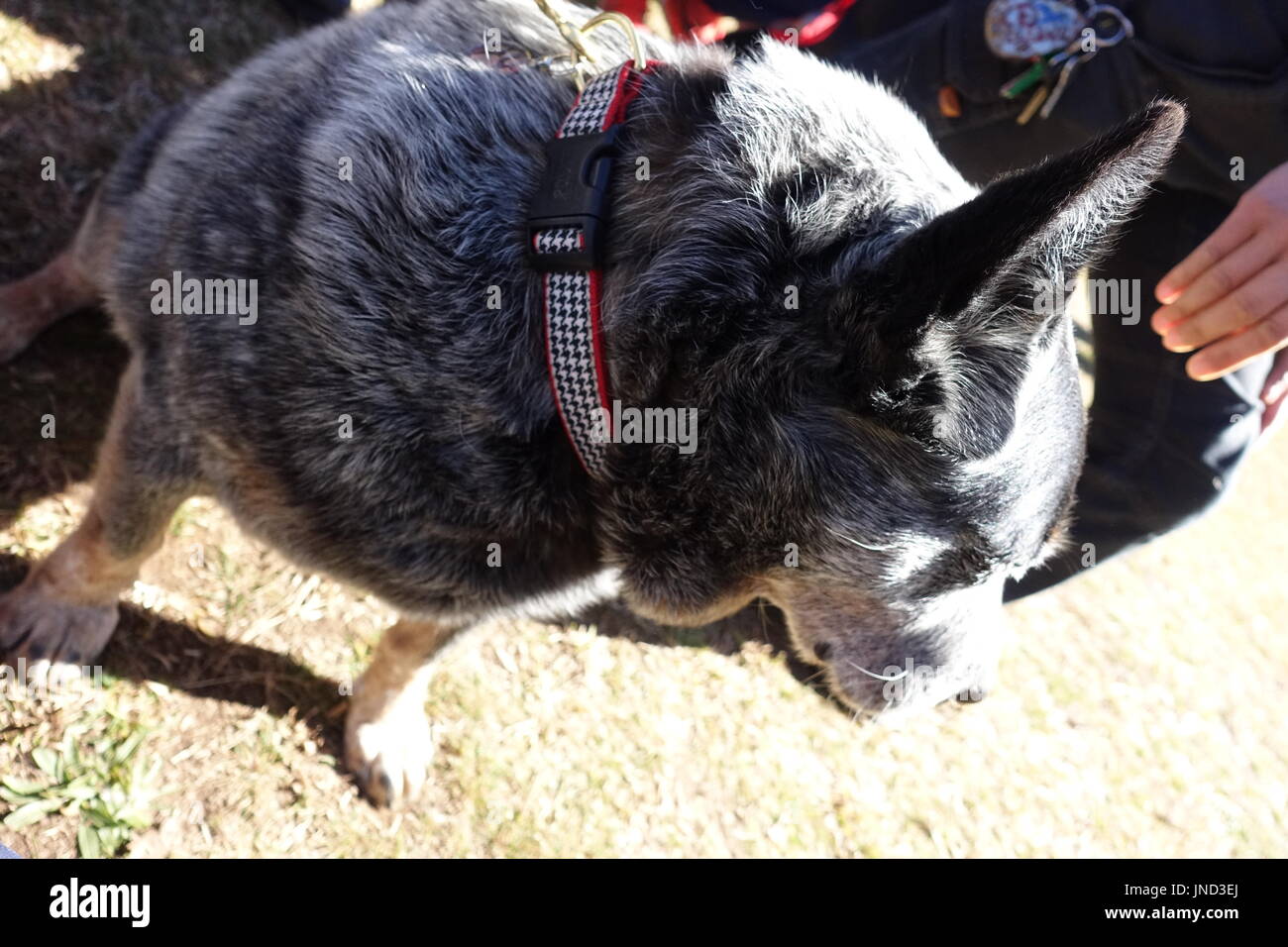 Trüffel Jagdhund, südlichen Hochland Stockfoto