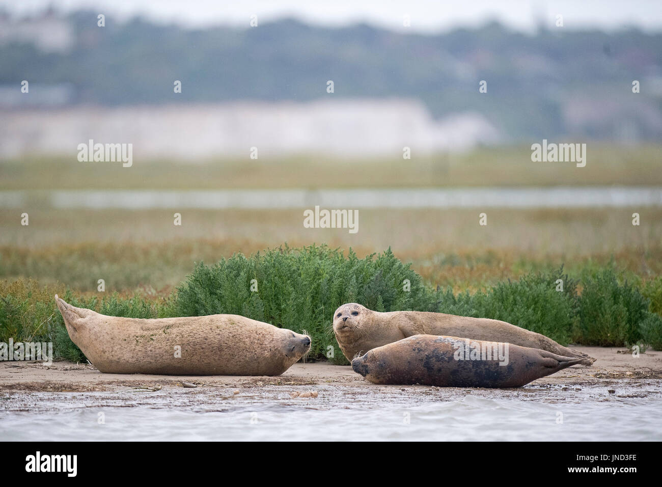 Sperrfrist, 0900 Montag Juli 31 Dichtungen säumen das Ufer des River Stour in Pegwell Bay, Kent, Meeresbiologen von ZSL (Zoological Society of London) das fünfte Siegel Jahreserhebung in der Themsemündung übernehmen. Stockfoto