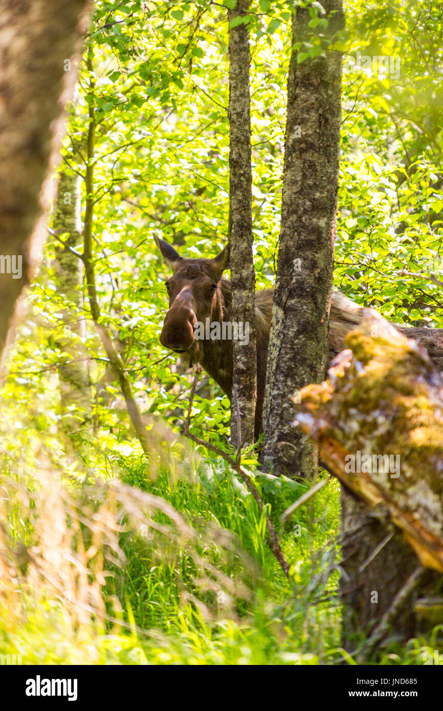 Elch in einem Wald, Homer, Alaska, USA Stockfoto