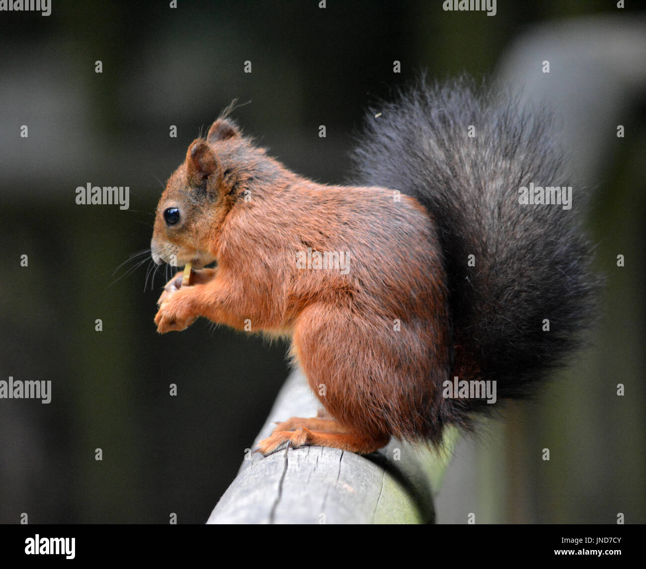 Eichhörnchen (Sciurus Vulgaris) Stockfoto