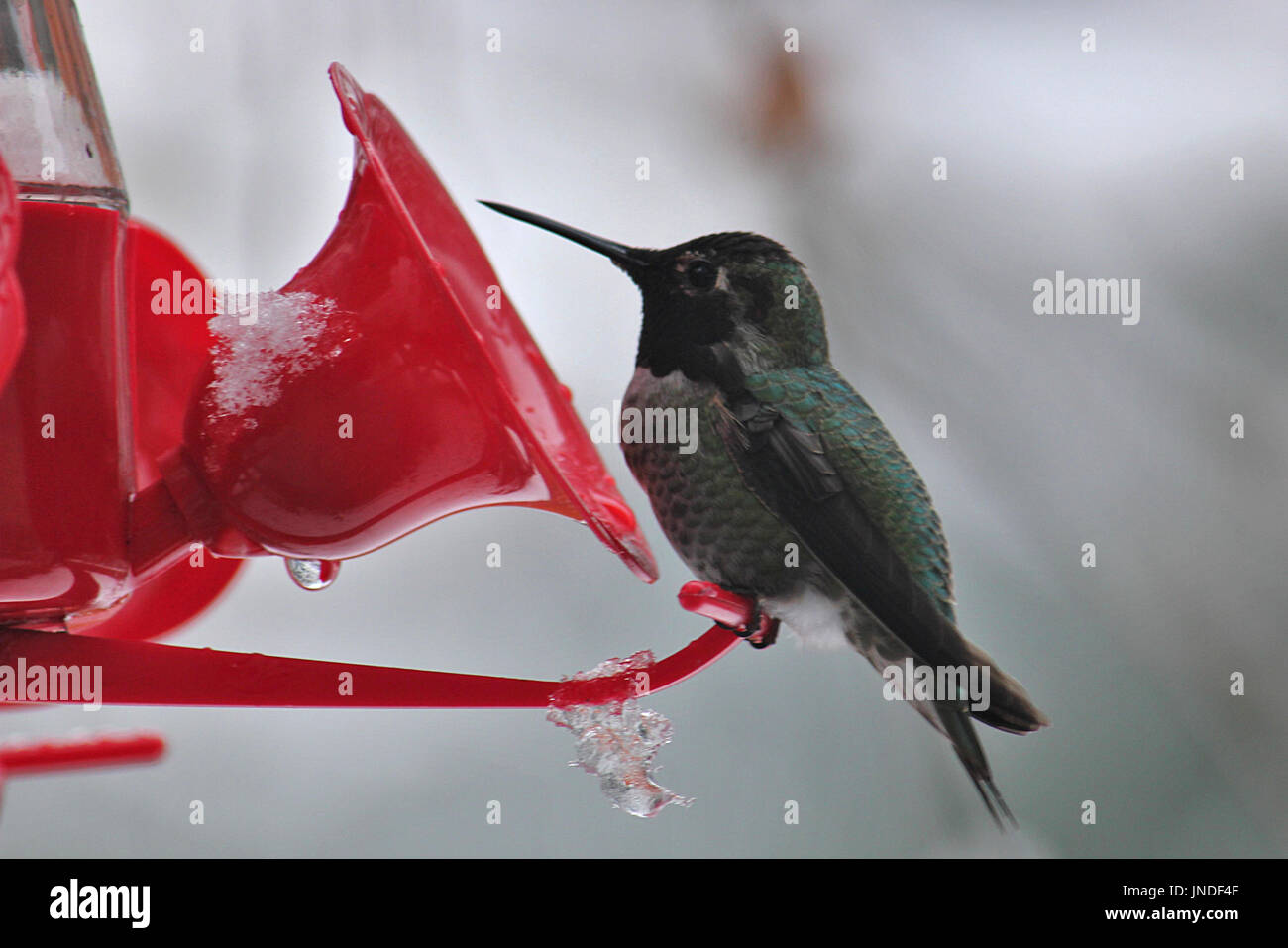 Anna's Hummingbird auf einem Garten des Schrägförderers im Winter in Nanaimo, British Columbia. Stockfoto