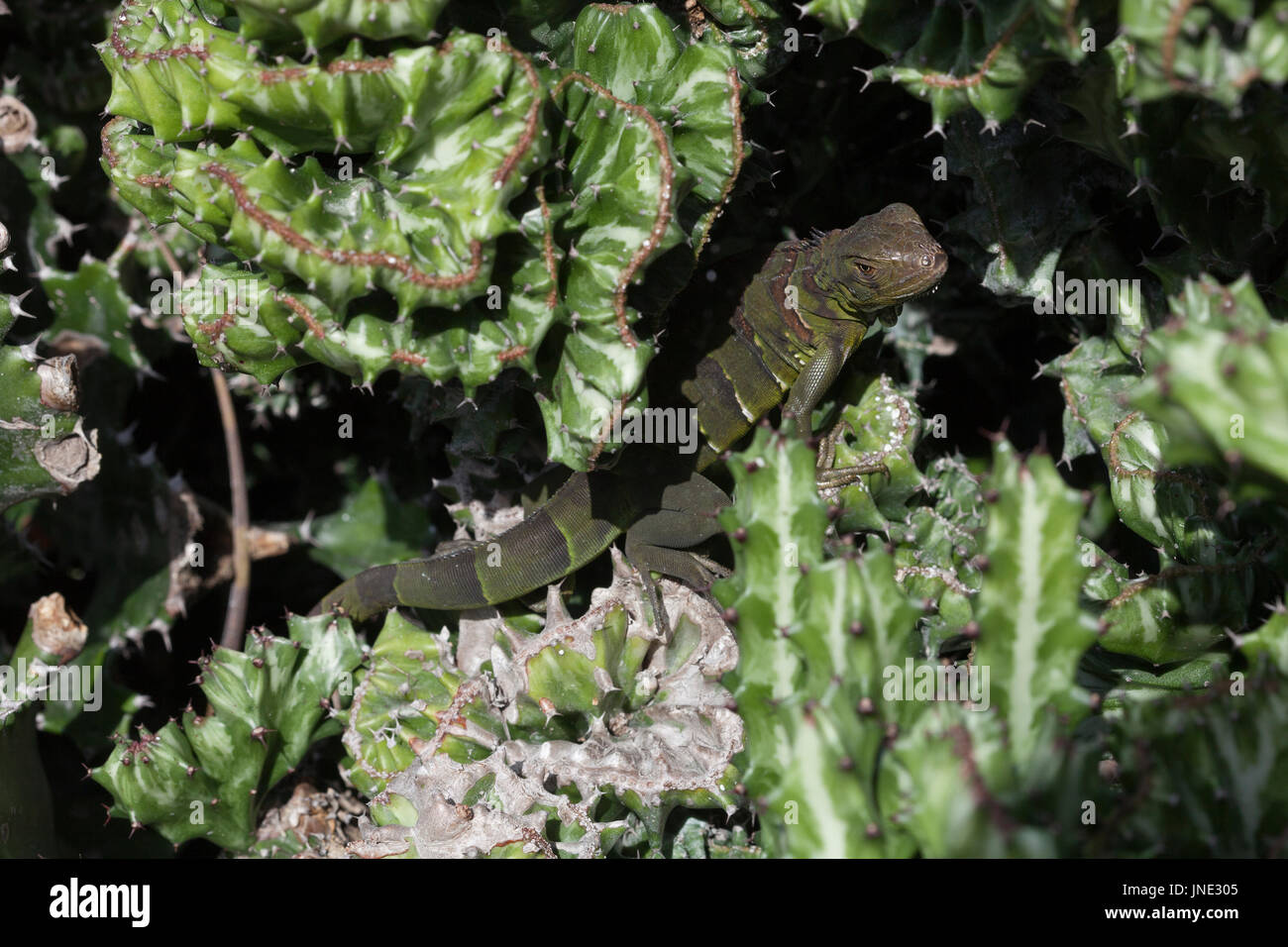 Leguan Echse Stockfoto