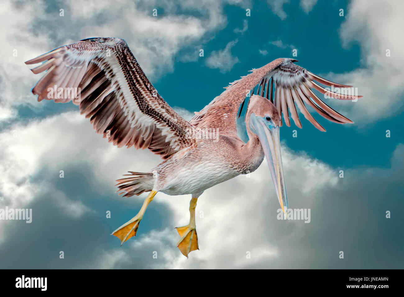 Brauner Pelikan fliegen Stockfoto