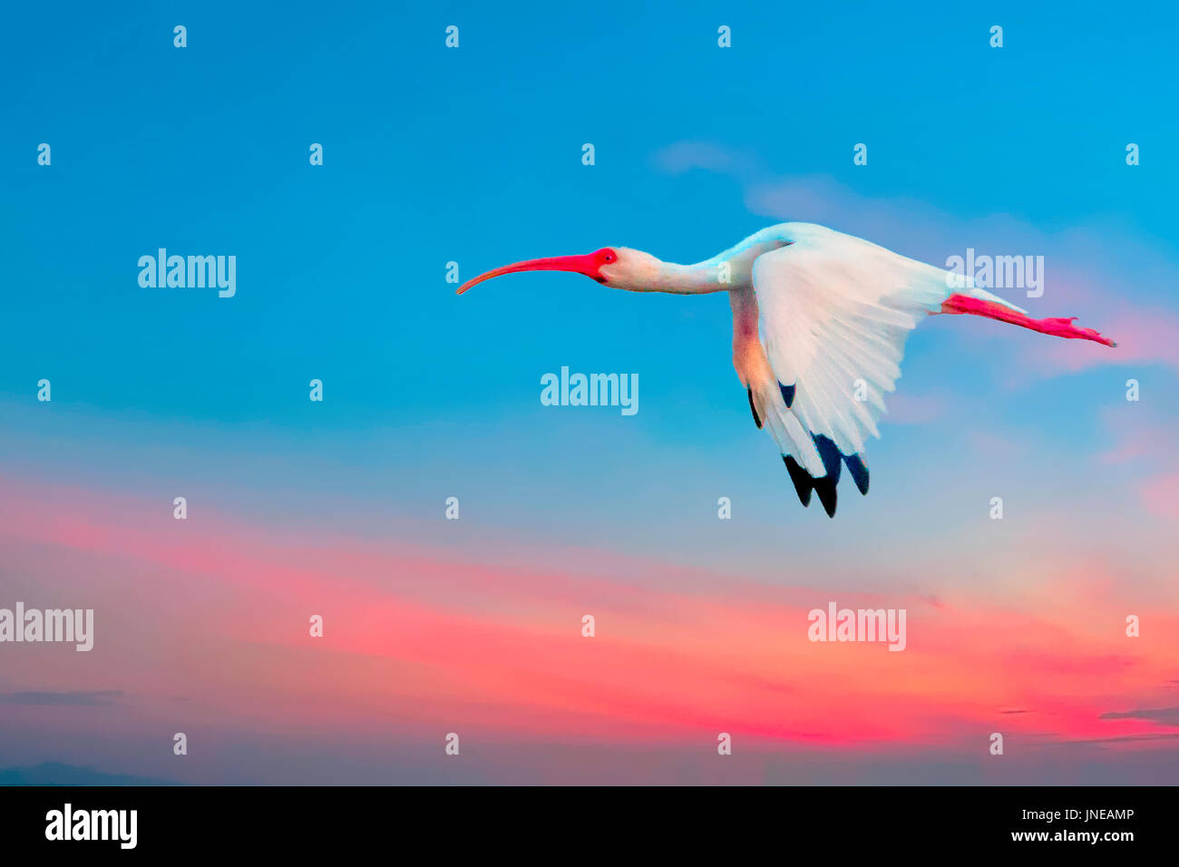 Buntes Gefieder Stockfoto