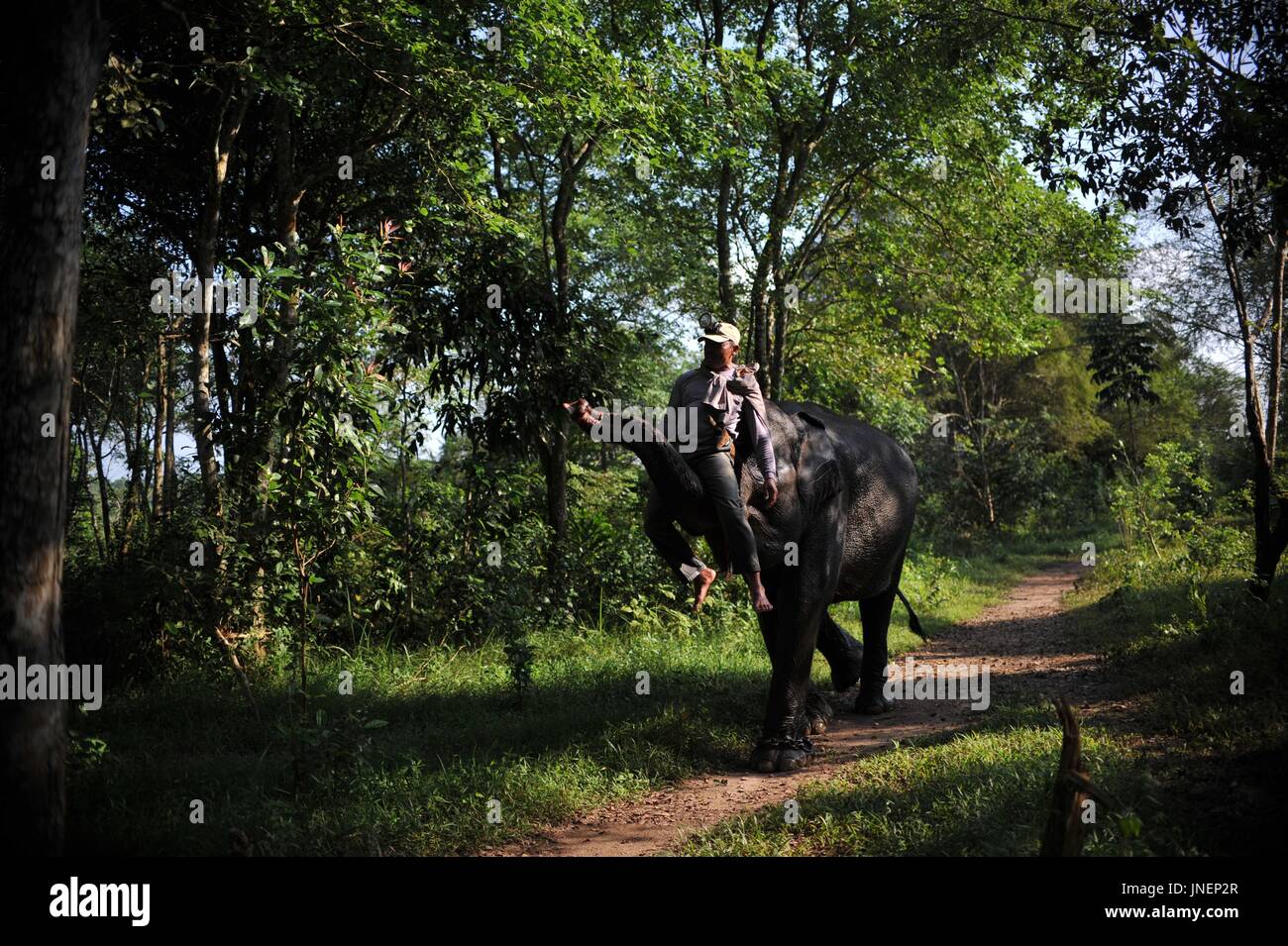 Lampung. 30. Juli 2017. Ein Mahout reitet ein Elefant vor dem Schlafengehen auf einer Patrouille am Weg Missions-Nationalpark in der Provinz Lampung, Indonesien, 30.Juli. 2017 Credit: Zulkarnain/Xinhua/Alamy Live-Nachrichten Stockfoto