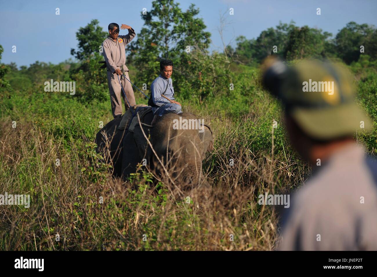 Lampung. 30. Juli 2017. Mahouts patrouillieren am Weg Missions-Nationalpark Provinz Lampung, Indonesien, 30.Juli. 2017 Credit: Zulkarnain/Xinhua/Alamy Live-Nachrichten Stockfoto