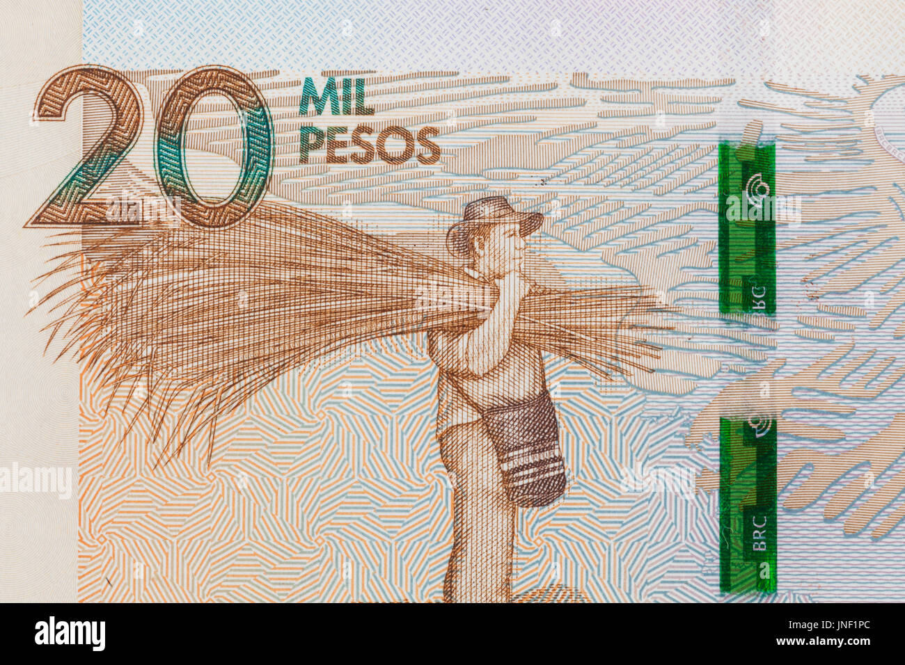 Landwirt Gynerium Sagittatum auf die zwanzigtausend kolumbianische Pesos Rechnung tragen Stockfoto