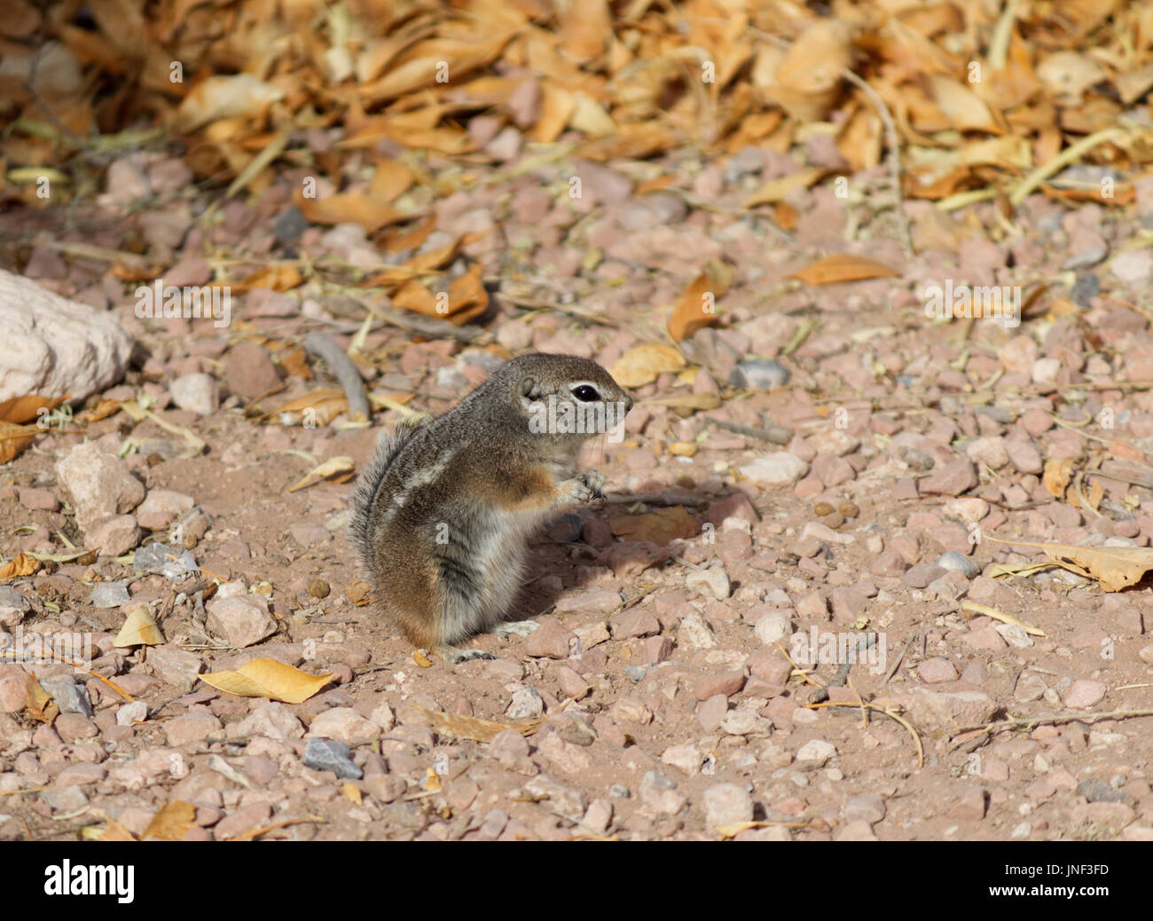 Kleinen Wüste Streifenhörnchen auf den Boden-Sock-Fotos Stockfoto