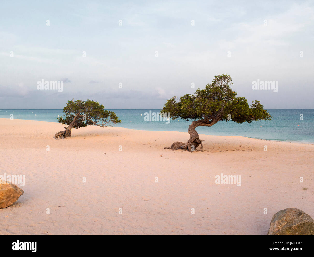 Divi oder Fofoti Bäume am Eagle Beach bei Sonnenaufgang; Morgen auf Aruba Stockfoto
