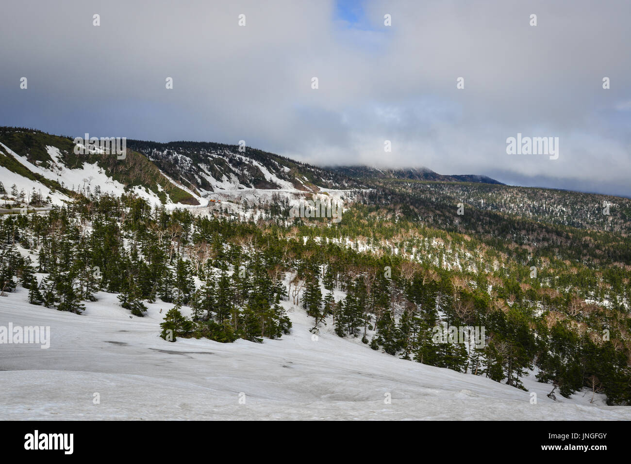 Kiefern auf Mount Iwate in Tohoku, Japan. Mt Iwate (2.038 m) ist der höchste Berg in Iwate und gehört zu Japan 100 am meisten schönen Berge. Stockfoto