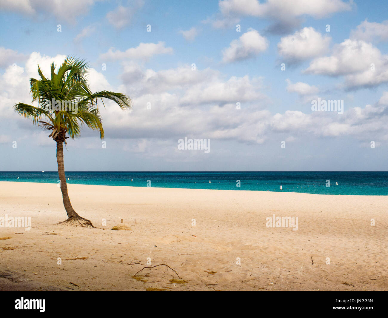 Kokosnuss-Palmen am Strand Stockfoto