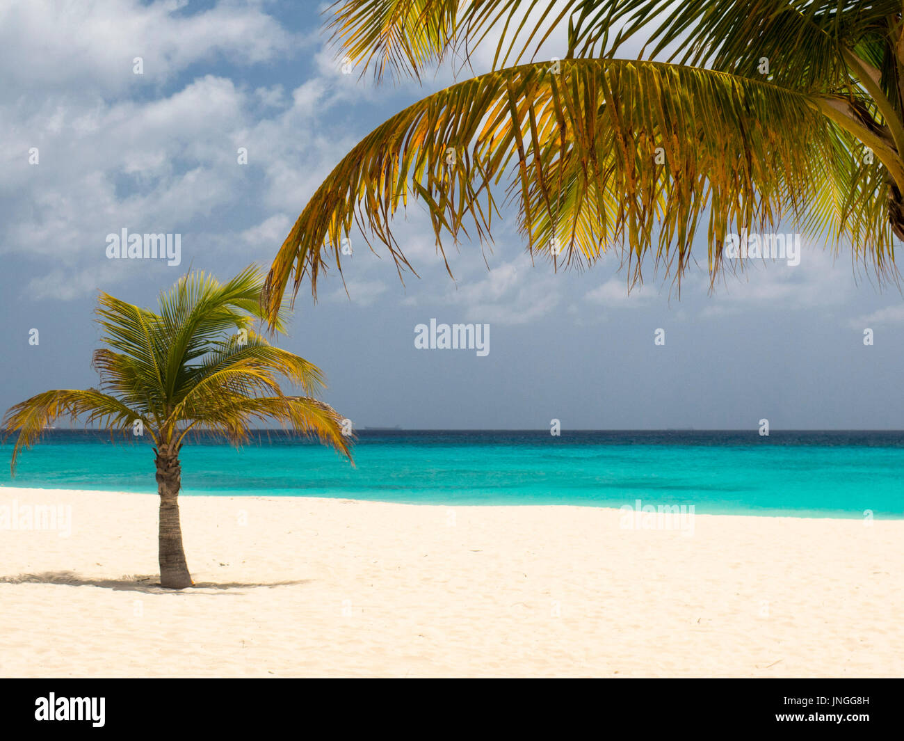 Palm-Scha am Strand Stockfoto