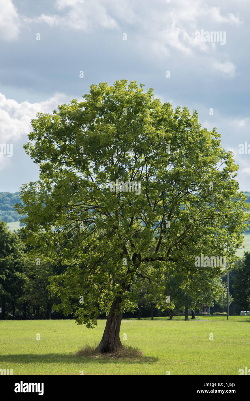 Baum in einem Park im Südwesten Deutschlands Stockfoto