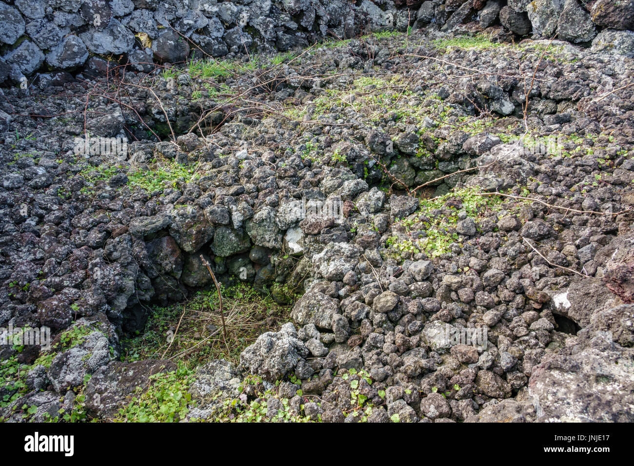 Weinberge in Terceira, Azoren Stockfoto