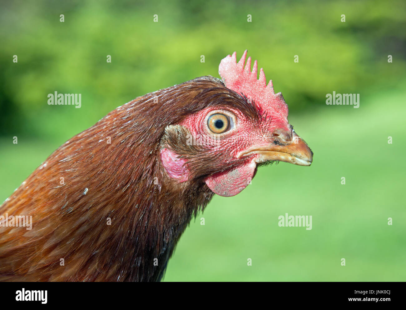 Hühner im Garten Stockfoto