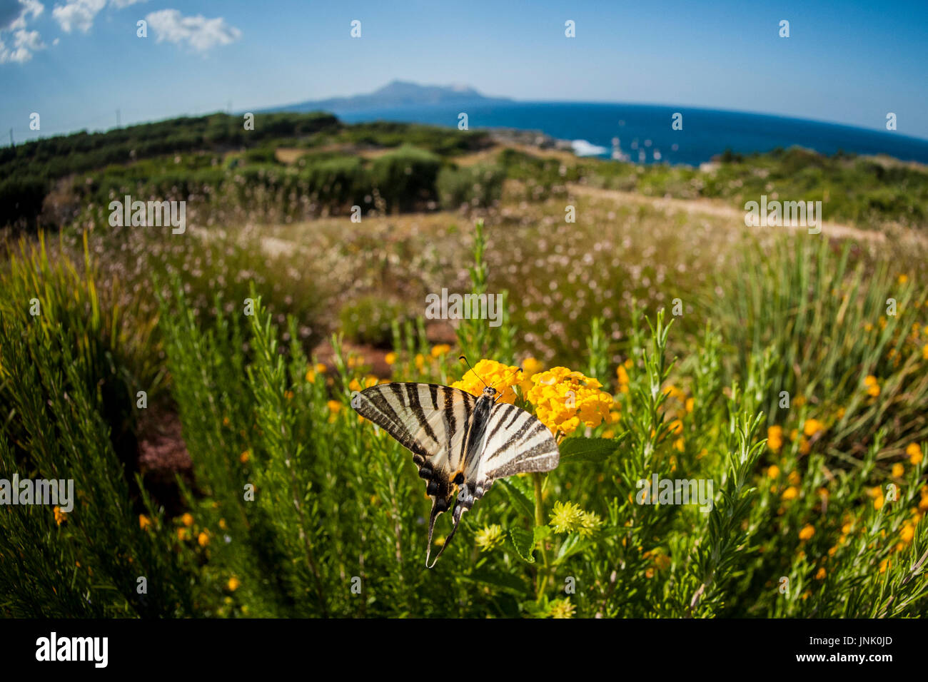 Ein Schwalbenschwanz-Schmetterling in der Natur an einem sonnigen Tag am Meer Stockfoto